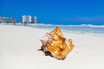 Obraz na płótnie Canvas Sea shell on beach, close up