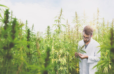 Staatlich geprüfte Cannabis Produktion durch Wissenschaftler