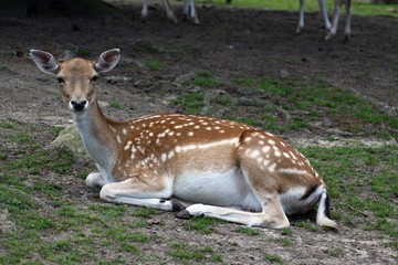 Laying Deer