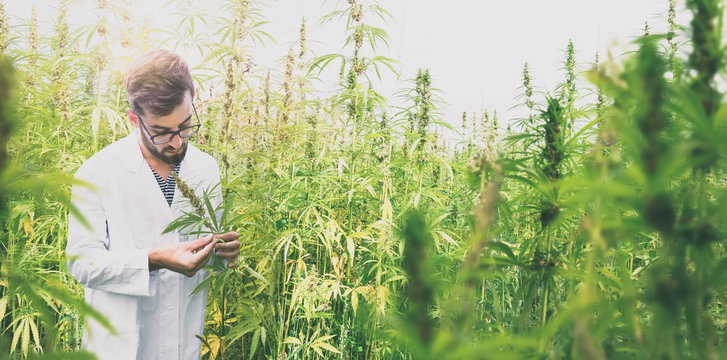 Wissenschaftler in einem staatlichen Cannabisfeld f&uuml;r Schmerzpatienten