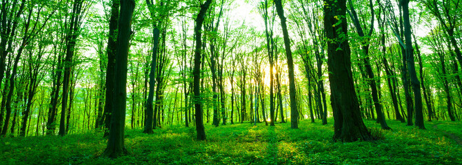 Fototapeta premium Forest in morning