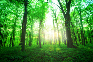 Obraz premium Forest in morning