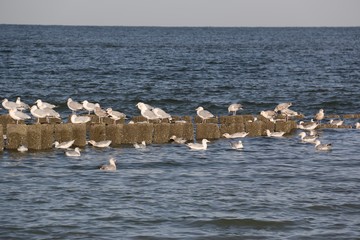 Kleine Pause für die Möwen