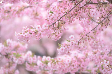淀水路　河津桜