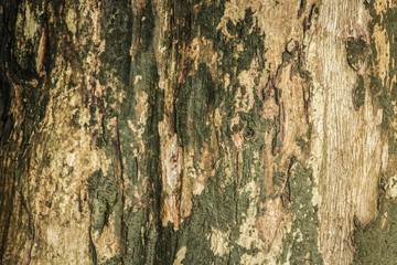 Old tree trunk detail texture as natural background (vintage style)
