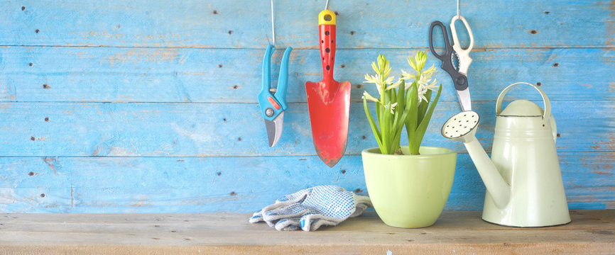 Gardening tools and young hyacinth flower. Panorama format, good copy space.