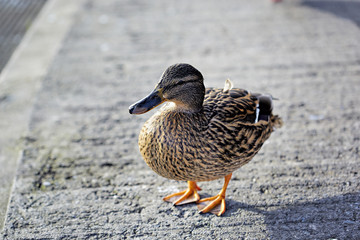 Mallard duck