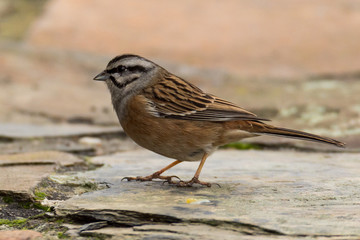 rock bunting