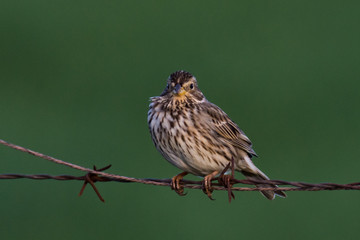 corn bunting