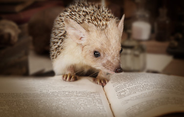 Hedgehog reading a book © Alexey Kuznetsov