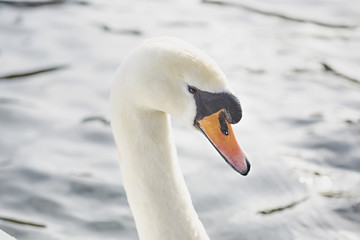 Obraz premium Swan's head 