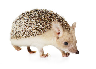 Hedgehog isolated on a white background