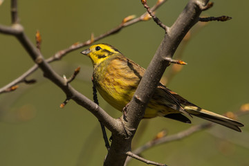 yellowhammer 
