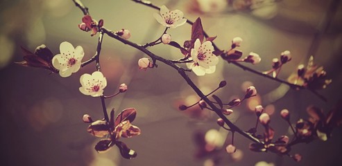 Beautiful flowering Japanese cherry - Sakura. Background with flowers on a spring day.