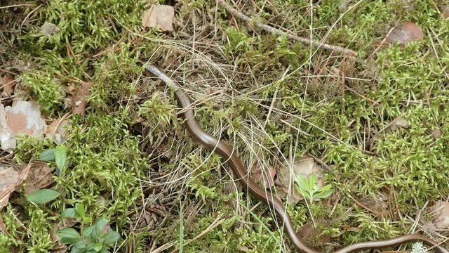 The Anguis fragilis, or slow worm, is a limbless lizard. Close up shot