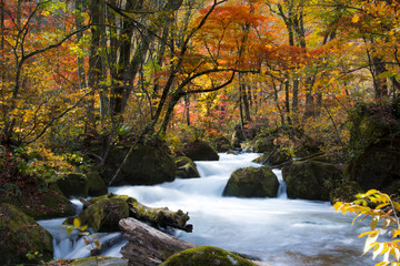 青森　奥入瀬渓流　紅葉