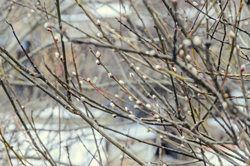 Spring tree branches with white buds,  outdoor close up