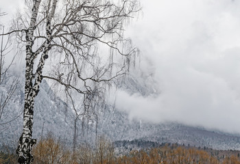 Romanian mountains range with pine forest and fog, winter time with snow