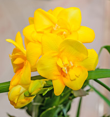 Yellow freesia flower, bokeh background, green leaves close up