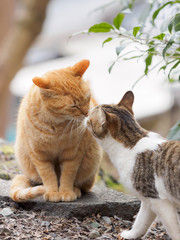 猫のキス