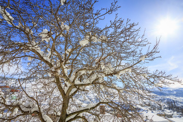 Tree, blue, sky, sun, 