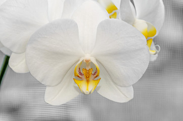 White orchid close up branch flowers, isolated on grey bokeh background
