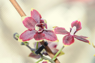Dark red orchid close up branch flowers, isolated on bokeh background