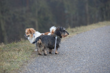 es geht los, Rauhaardackel und kleiner Mischlingshund angeleint beim Spaziergang