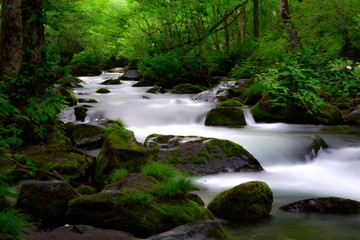 Obraz premium 新緑の奥入瀬