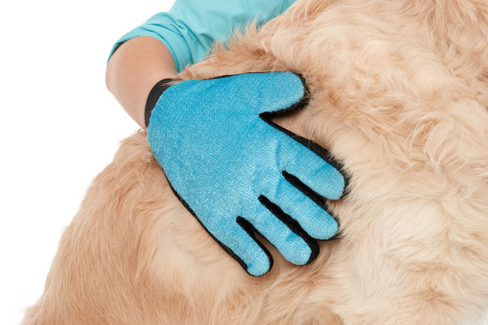 Cleaning glove on a dog's fur