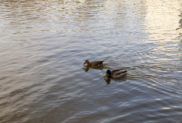 The drake and the duck swim side by side in calm water on a spring day