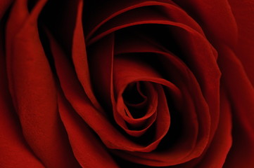 Red rose emblem of sadness