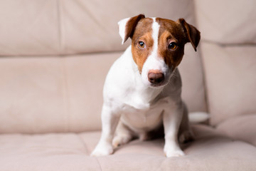Jack Russell Terrier lying on a sofa