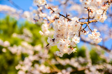 Spring blossom background. Beautiful nature scene with blooming tree. Sunny day. Spring flowers. Abstract blurred background. Springtime