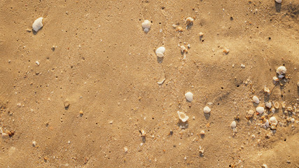 Sandy beach with small shells in the morning.