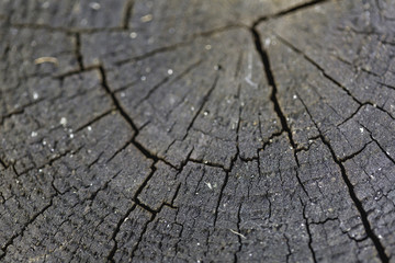 Stump texture