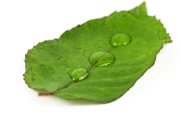 Green leaf on white background