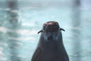 Seal looking at the camera © Nebojsa