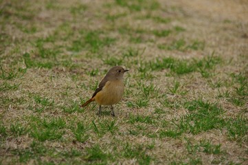 ジョウビタキ　雌