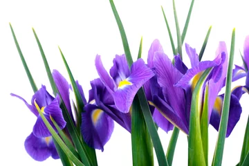 Papier Peint photo Lavable Iris Fleurs d& 39 iris violet