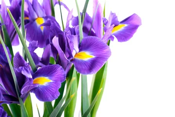 Printed roller blinds Iris Purple iris flowers