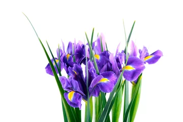 Cercles muraux Iris Purple iris flowers