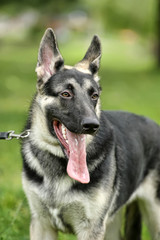 Close Up Alsatian Wolf Dog Or German Shepherd Dog On Green Grass Background. Deutscher Dog.
