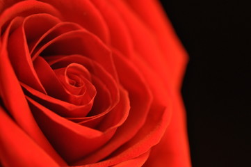 Red rose emblem of sadness