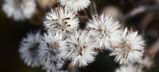 Close up of white Flower seeds in the winter sun