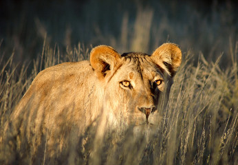 Lioness