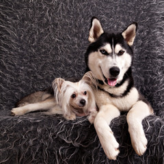 Chinese Crested Hairless dog and dog breed Siberian Husky on grey background