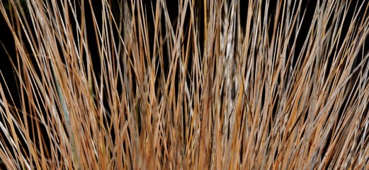 Close up of withered ornamental porcupine grass