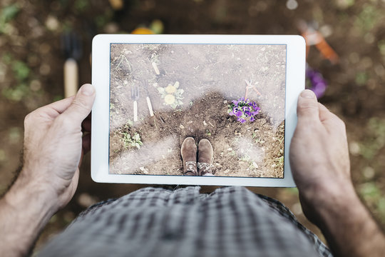 Man taking photographs with a tablet of flowers planted in garden