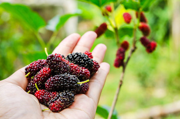 organic mulberry